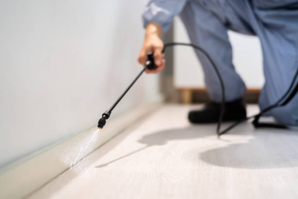 Licensed Wasp Removal service in North Wildwood, NJ - Show Me Pest Control